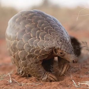 Pangolins are among the most endangered species in the world.