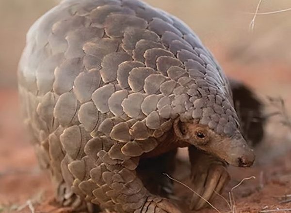 Pangolins are among the most endangered species in the world.