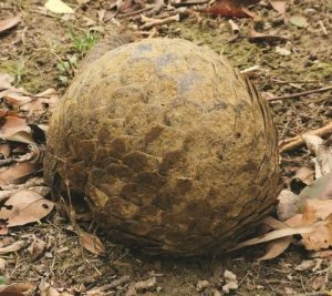 When threatened, Pangolins roll into a ball.